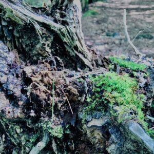 蝙蝠穴,樹海,富士の樹海,風穴,氷穴,富士山,山梨県,森,