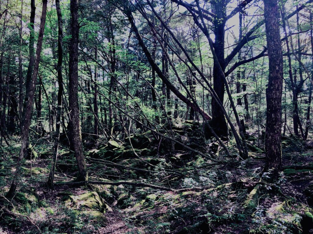 蝙蝠穴,樹海,富士の樹海,風穴,氷穴,富士山,山梨県,森,