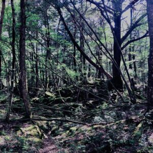 蝙蝠穴,樹海,富士の樹海,風穴,氷穴,富士山,山梨県,森,
