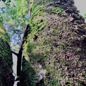 蝙蝠穴,樹海,富士の樹海,風穴,氷穴,富士山,山梨県,森,