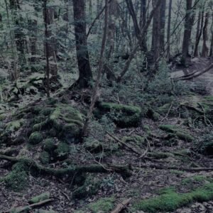 蝙蝠穴,樹海,富士の樹海,風穴,氷穴,富士山,山梨県,森,