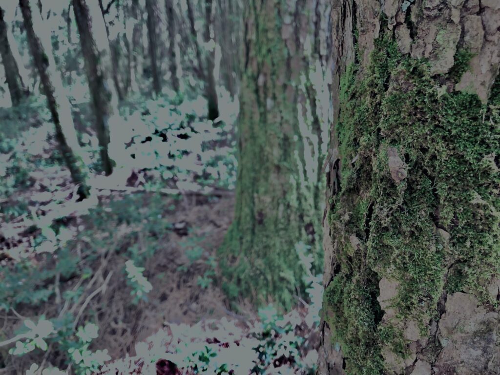樹海,富士の樹海,蝙蝠穴,風穴,氷穴,富士山,山梨県,森,