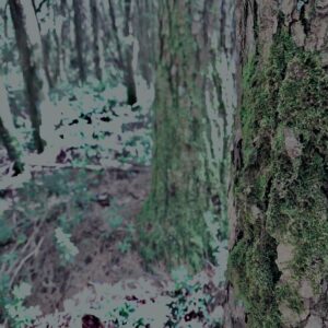 樹海,富士の樹海,蝙蝠穴,風穴,氷穴,富士山,山梨県,森,