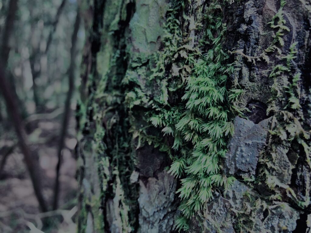 樹海,富士の樹海,蝙蝠穴,風穴,氷穴,富士山,山梨県,森,