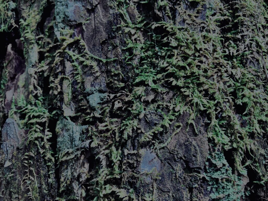 樹海,富士の樹海,蝙蝠穴,風穴,氷穴,富士山,山梨県,森,