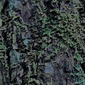 樹海,富士の樹海,蝙蝠穴,風穴,氷穴,富士山,山梨県,森,