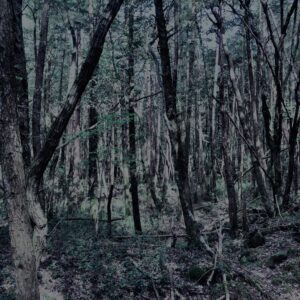 樹海,富士の樹海,蝙蝠穴,風穴,氷穴,富士山,山梨県,森,