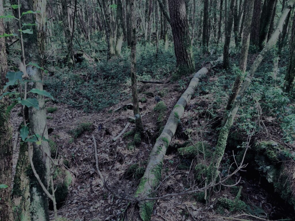 樹海,富士の樹海,蝙蝠穴,風穴,氷穴,富士山,山梨県,森,