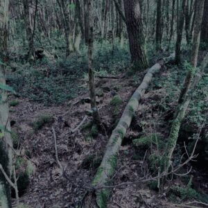 樹海,富士の樹海,蝙蝠穴,風穴,氷穴,富士山,山梨県,森,