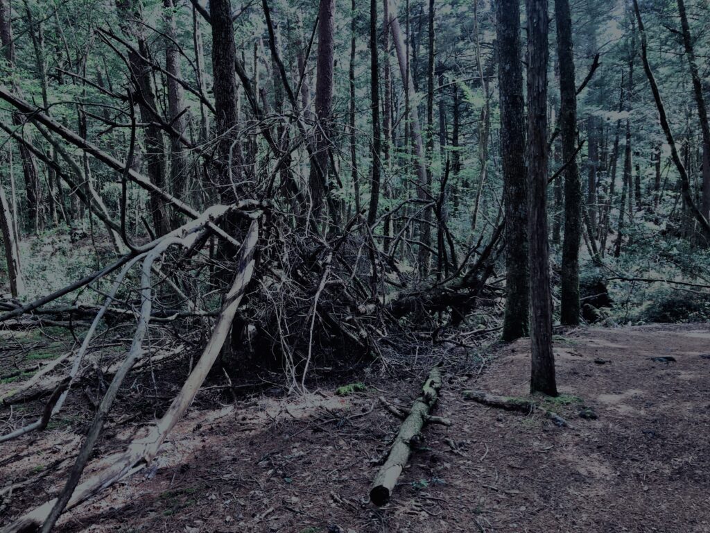 樹海,富士の樹海,蝙蝠穴,風穴,氷穴,富士山,山梨県,森,