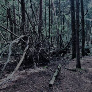 樹海,富士の樹海,蝙蝠穴,風穴,氷穴,富士山,山梨県,森,