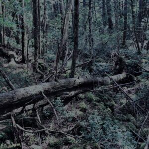 樹海,富士の樹海,蝙蝠穴,風穴,氷穴,富士山,山梨県,森,