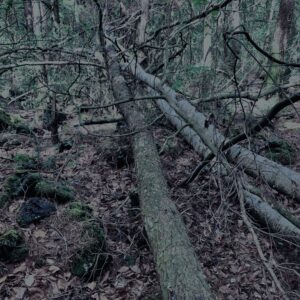樹海,富士の樹海,蝙蝠穴,風穴,氷穴,富士山,山梨県,森,