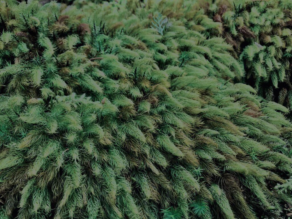 樹海,富士の樹海,蝙蝠穴,風穴,氷穴,富士山,山梨県,森,