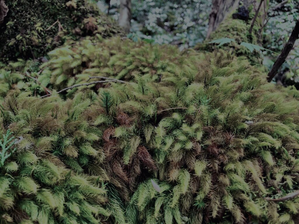 樹海,富士の樹海,蝙蝠穴,風穴,氷穴,富士山,山梨県,森,