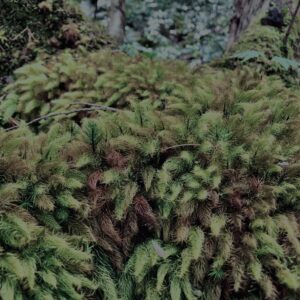 樹海,富士の樹海,蝙蝠穴,風穴,氷穴,富士山,山梨県,森,