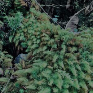 樹海,富士の樹海,蝙蝠穴,風穴,氷穴,富士山,山梨県,森,