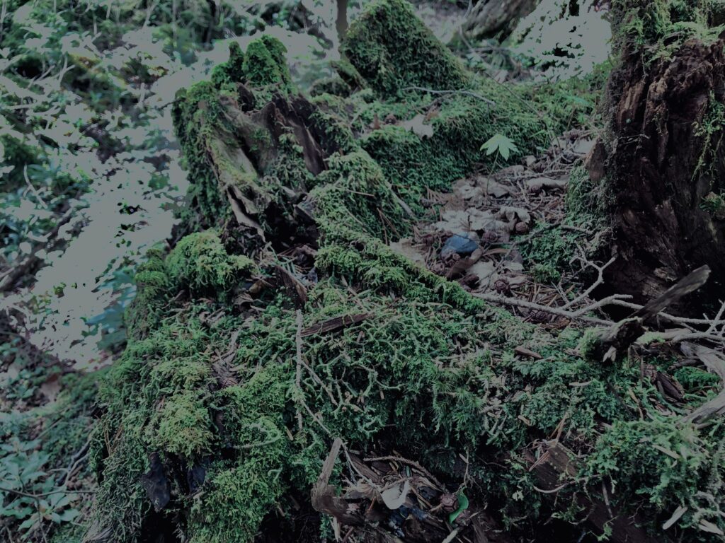 樹海,富士の樹海,蝙蝠穴,風穴,氷穴,富士山,山梨県,森,