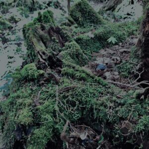 樹海,富士の樹海,蝙蝠穴,風穴,氷穴,富士山,山梨県,森,