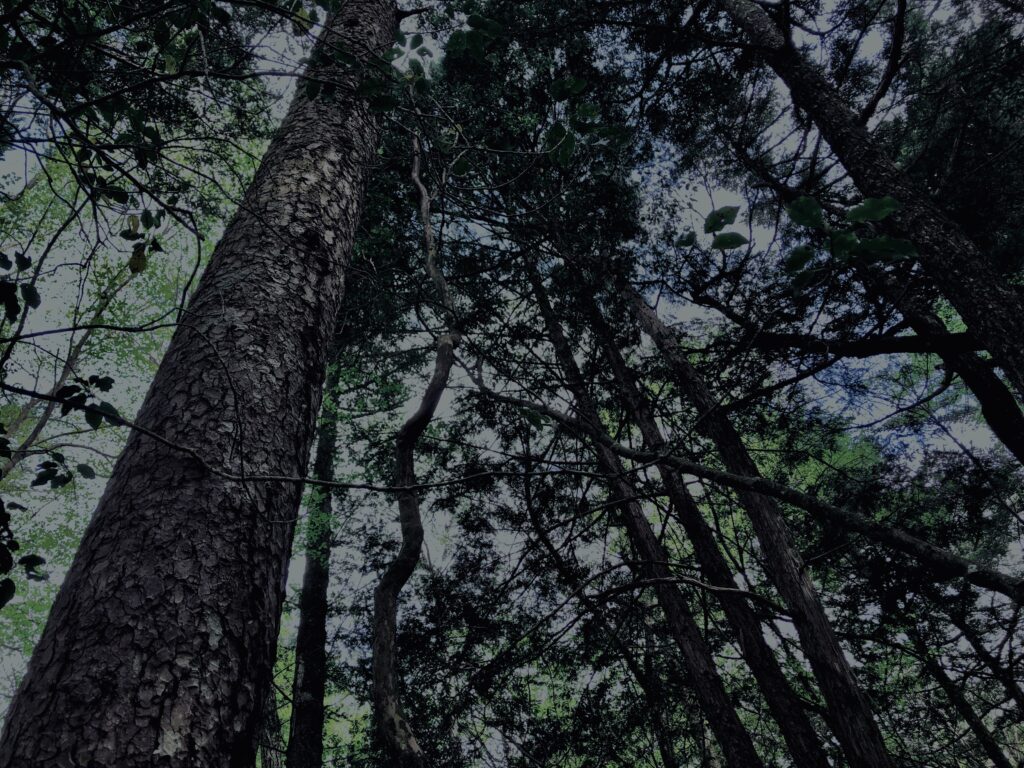 樹海,富士の樹海,蝙蝠穴,風穴,氷穴,富士山,山梨県,森,