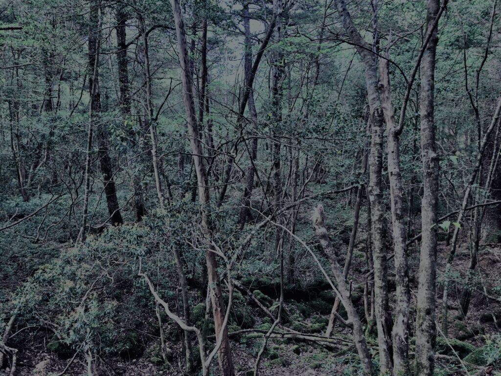 樹海,富士の樹海,蝙蝠穴,風穴,氷穴,富士山,山梨県,森,