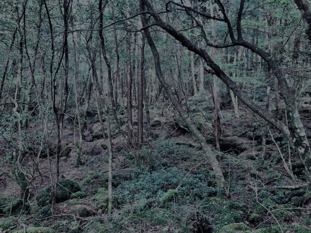 樹海,富士の樹海,蝙蝠穴,風穴,氷穴,富士山,山梨県,森,