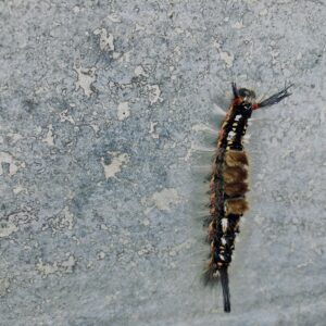 毛虫,幼虫,虫,チョウ,ガ,