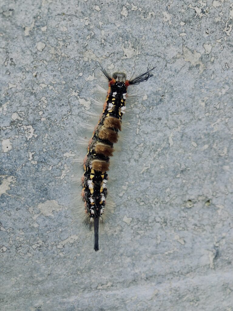 毛虫,幼虫,虫,チョウ,ガ,