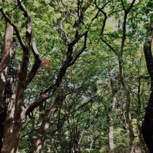 筑波山,茨城県,自然,風景,百名山,男体山,女体山,山,トレッキング,日帰り登山,
