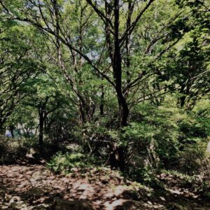筑波山,茨城県,自然,風景,百名山,男体山,女体山,山,トレッキング,日帰り登山,