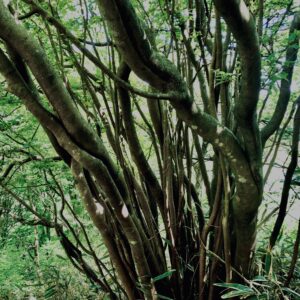筑波山,茨城県,自然,風景,百名山,男体山,女体山,山,トレッキング,日帰り登山,