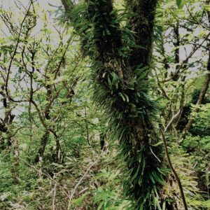 筑波山,茨城県,自然,風景,百名山,男体山,女体山,山,トレッキング,日帰り登山,