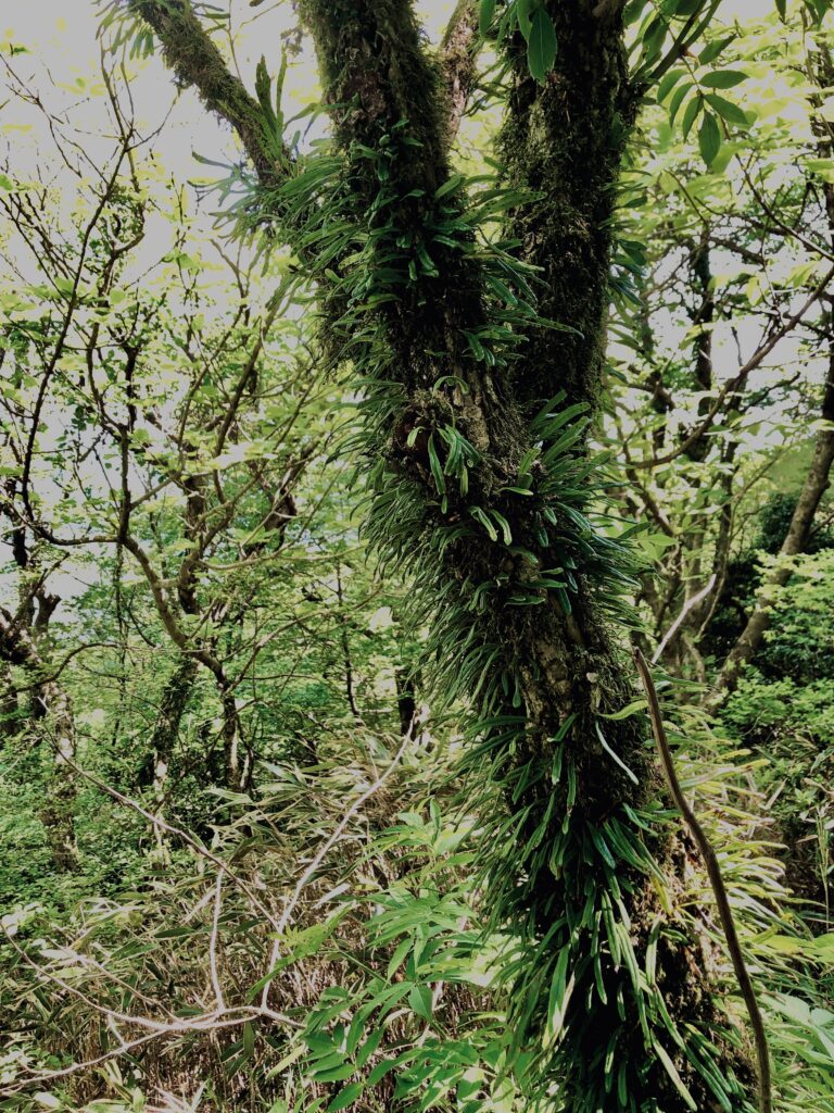 筑波山,茨城県,自然,風景,百名山,男体山,女体山,山,トレッキング,日帰り登山,
