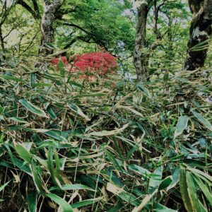 筑波山,茨城県,自然,風景,百名山,男体山,女体山,山,トレッキング,日帰り登山,