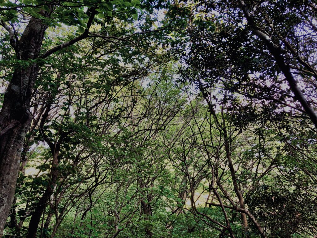 筑波山,茨城県,自然,風景,百名山,男体山,女体山,山,トレッキング,日帰り登山,