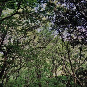 筑波山,茨城県,自然,風景,百名山,男体山,女体山,山,トレッキング,日帰り登山,