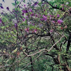 筑波山,茨城県,自然,風景,百名山,男体山,女体山,山,トレッキング,日帰り登山,