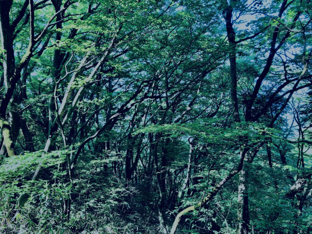 筑波山,茨城県,自然,風景,百名山,男体山,女体山,山,トレッキング,日帰り登山,