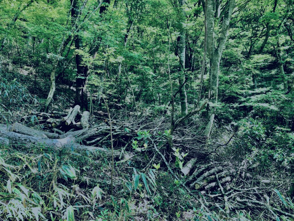 筑波山,茨城県,自然,風景,百名山,男体山,女体山,山,トレッキング,日帰り登山,