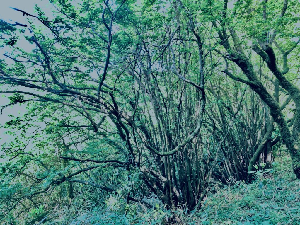 筑波山,茨城県,自然,風景,百名山,男体山,女体山,山,トレッキング,日帰り登山,