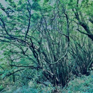 筑波山,茨城県,自然,風景,百名山,男体山,女体山,山,トレッキング,日帰り登山,