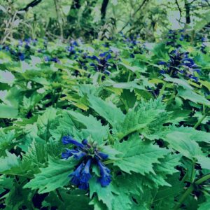 筑波山,茨城県,自然,風景,百名山,男体山,女体山,山,トレッキング,日帰り登山,ヒイラギソウ