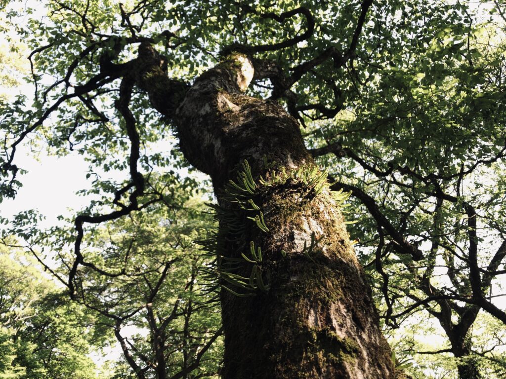 筑波山,茨城県,自然,風景,百名山,男体山,女体山,山,トレッキング,日帰り登山,