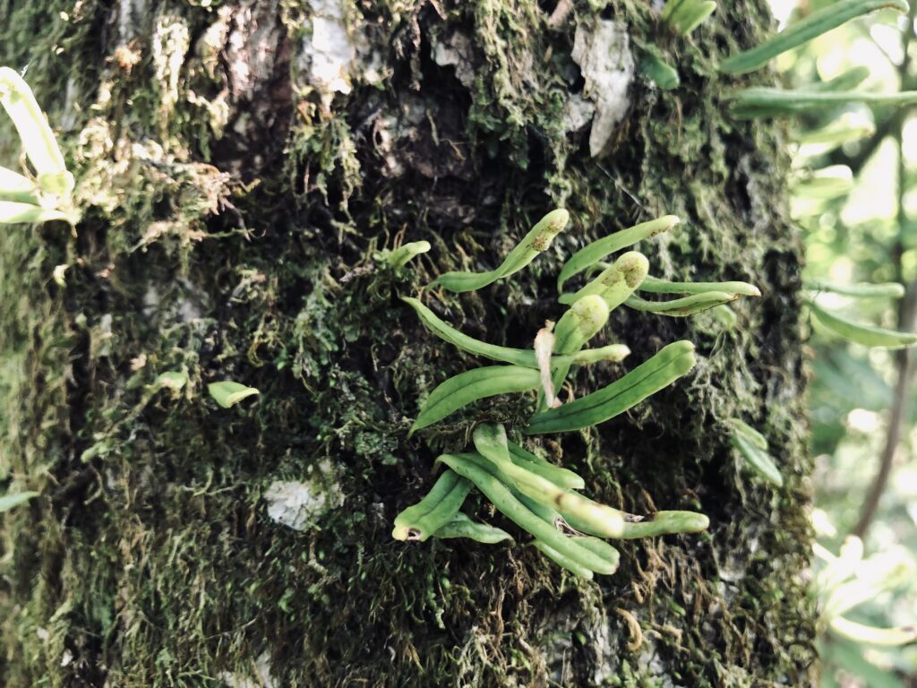筑波山,茨城県,自然,風景,百名山,男体山,女体山,山,トレッキング,日帰り登山,