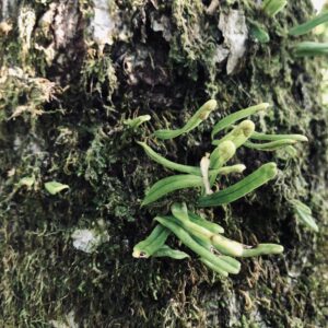 筑波山,茨城県,自然,風景,百名山,男体山,女体山,山,トレッキング,日帰り登山,