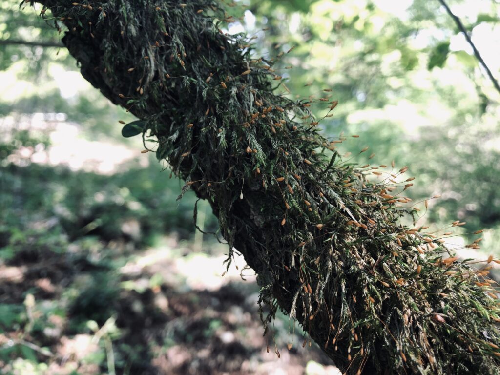 筑波山,茨城県,自然,風景,百名山,男体山,女体山,山,トレッキング,日帰り登山,