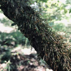 筑波山,茨城県,自然,風景,百名山,男体山,女体山,山,トレッキング,日帰り登山,