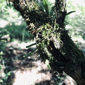 筑波山,茨城県,自然,風景,百名山,男体山,女体山,山,トレッキング,日帰り登山,