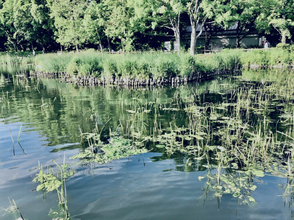 井の頭公園,三鷹,吉祥寺,池,公園,井の頭恩賜公園,