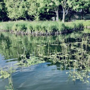 井の頭公園,三鷹,吉祥寺,池,公園,井の頭恩賜公園,